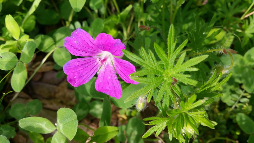 Geranium sanguineum